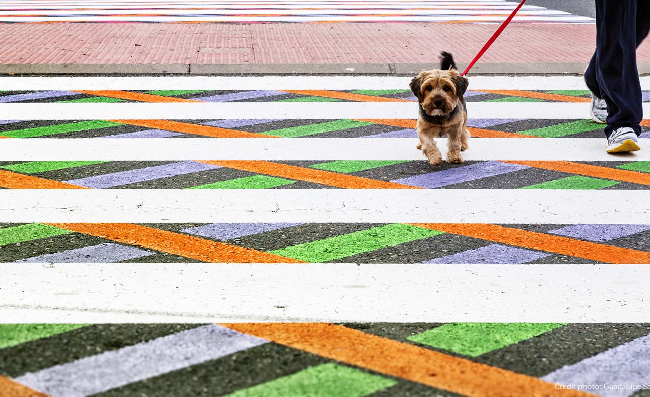 cane strisce pedonali street art