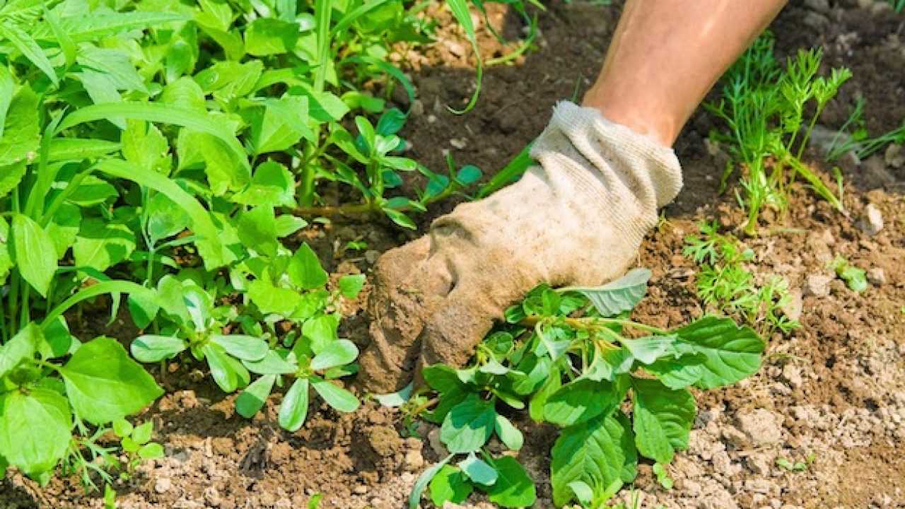 Giardino: regole e trucchi