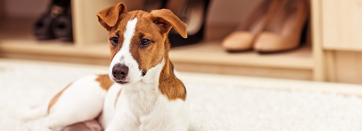 Vivere con un amico a quattro zampe, un cucciolo in casa.