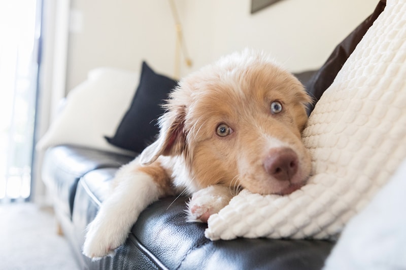 Vivere con un amico a quattro zampe, un cucciolo in casa.